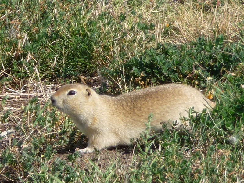 Richarson's Ground Squirrel (probably) outside Royal Tyrrell Museum, Canadian Badlands, Drumheller