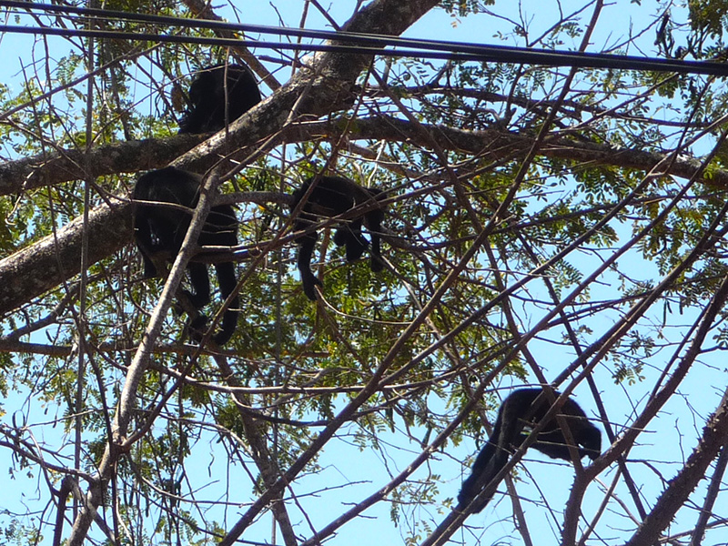 Howler Monkeys at La Ensenada lodge by Gulf of Nicoya, Costa Rica