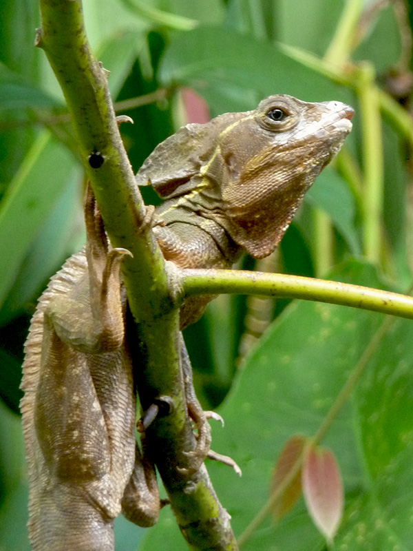 Green Iguana at Tortuguero, Costa Rica